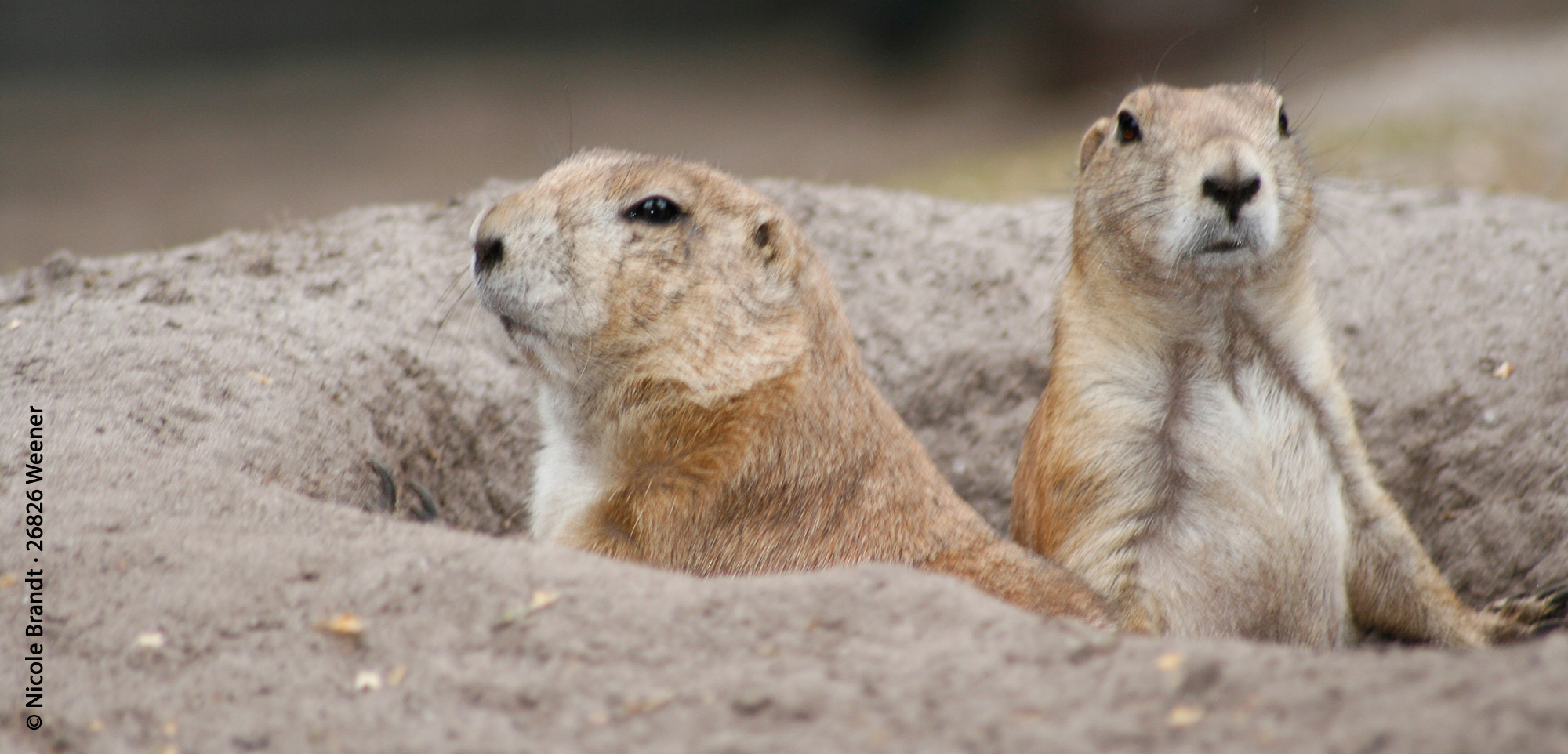 Eichhörnchen mit Nuss auf einer Wiese